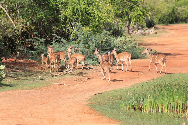 Spotted Deer